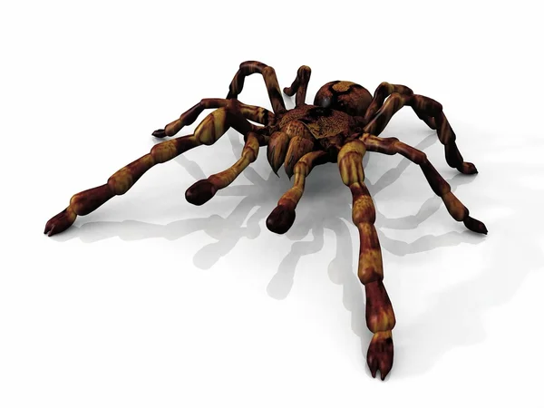 A tarantula on a white background — Stock Photo, Image