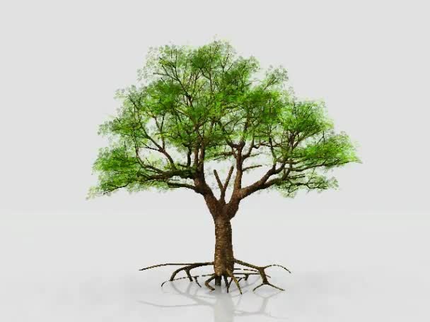 Arbre - circuit de vie 