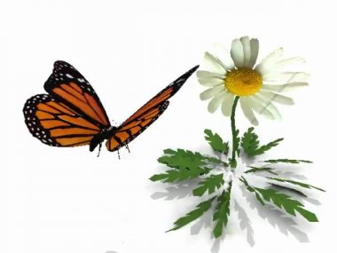 Uçuş monarch kelebek çiçek beyaz zemin üzerine