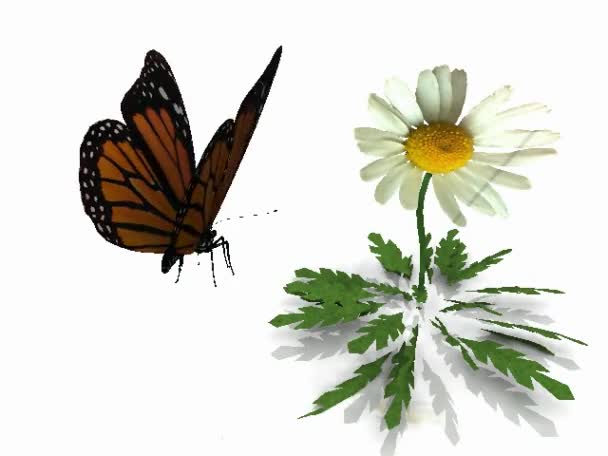 motýl monarcha letu na bílém pozadí s květinou