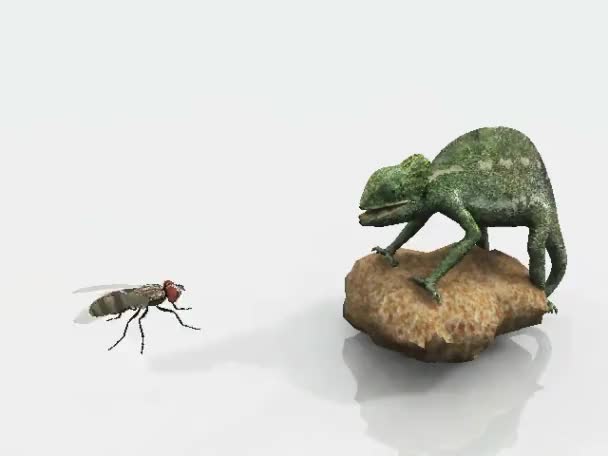 Bukalemun kertenkele — Stok video