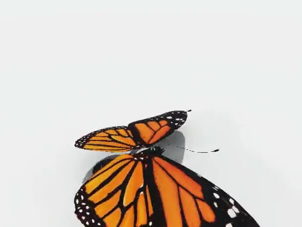 Vuelo mariposa monarca sobre un fondo blanco — Vídeos de Stock