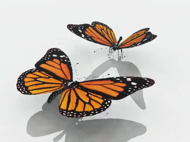 motýl monarcha letu na bílém pozadí