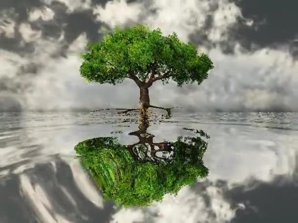 The green tree with reflection on water and clouds — Stock Video