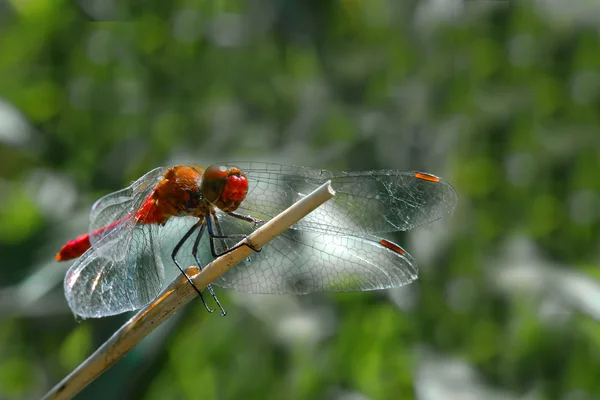 Libelle — Stockfoto