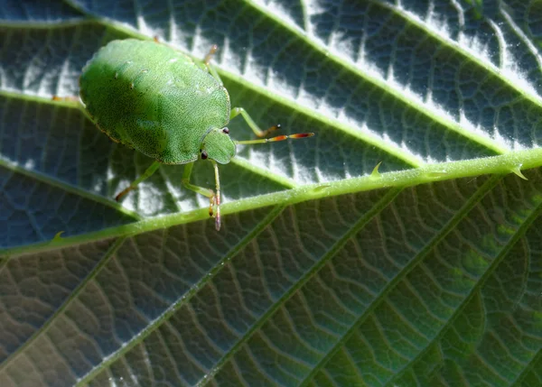 녹색 악취 버그 — 스톡 사진