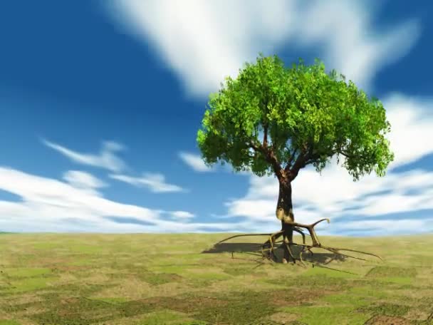 Albero solitario — Video Stock