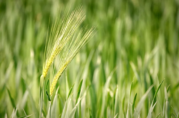 Ähren aus Mais — Stockfoto