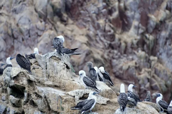 Birds in Ballestas islands — Stock Photo, Image