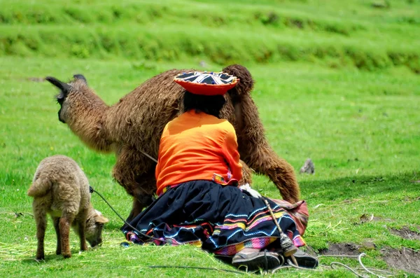 Der Hüter des Lamas — Stockfoto