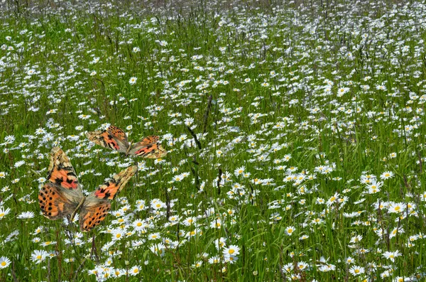 Vlinders en madeliefjes — Stockfoto