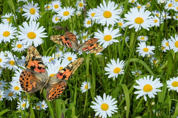 Butterflies and daisies — Stock Photo, Image