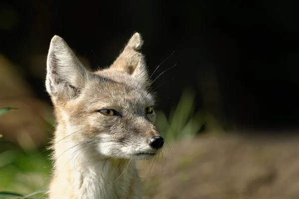 Steppe fox — Stock Photo, Image