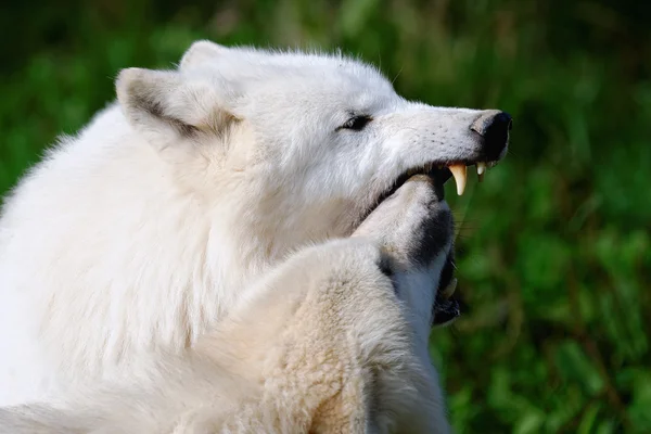 White wolf — Stock Photo, Image