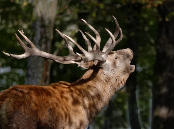 Rut of deer — Stock Photo, Image