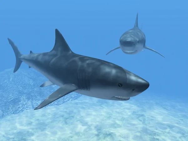 Tiburones en el agua azul — Foto de Stock