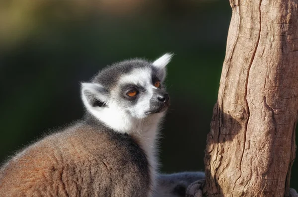 Lemur catter — Stockfoto