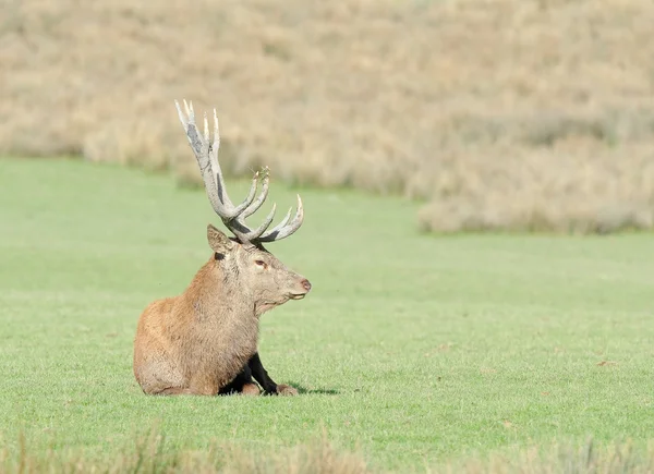 Rut of deer — Stock Photo, Image