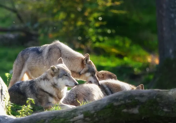 Grijze wolven — Stockfoto