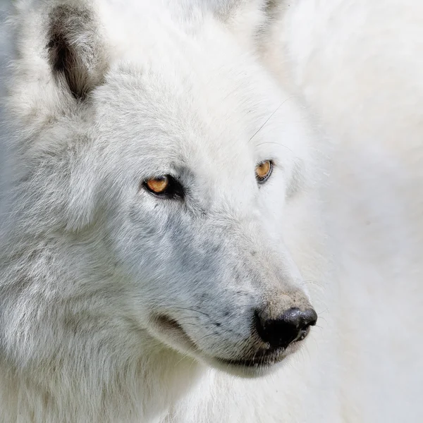 El lobo blanco — Foto de Stock