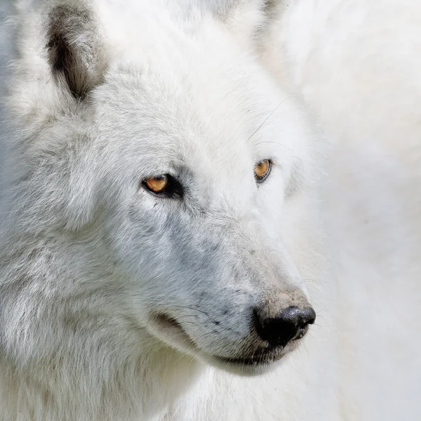 Il lupo bianco — Foto Stock