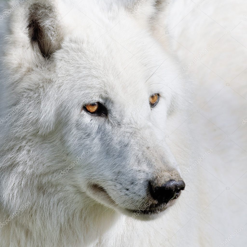 白狼——图库图片© njaj #43483951