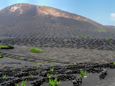 lanzarote üzüm