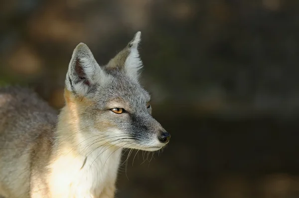 Steppe fox — Stock Photo, Image