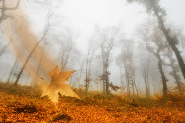 Falling leaf — Stock Photo, Image