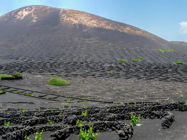 Vines of lanzarote — Stock Photo, Image