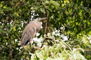Kosta Rika 'da kaplan balıkçıl