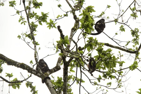 Mantled Howler Monkey Costa Rica — Stock Photo, Image