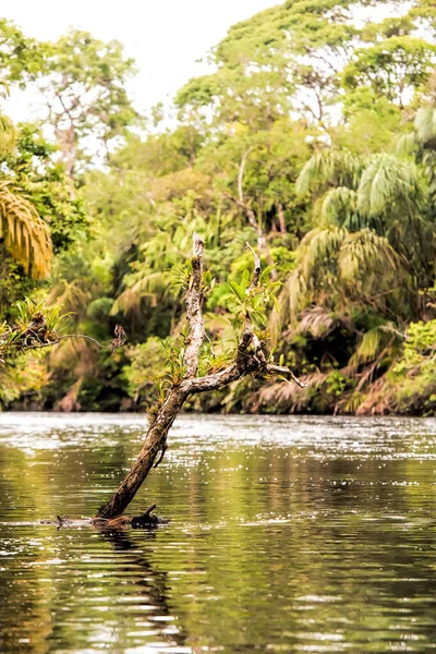 Rio Selva Costa Rica — Fotografia de Stock