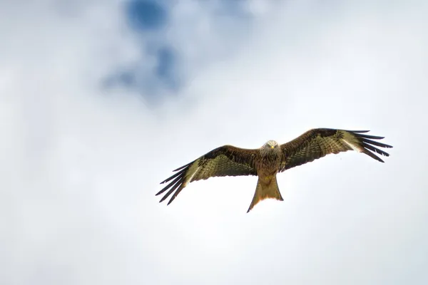 Mailand Royal Auf Der Flucht — Stockfoto