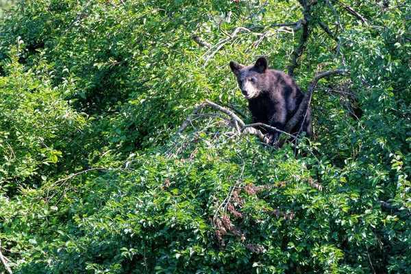 Young Bear Stuck Tree — Stock Photo, Image