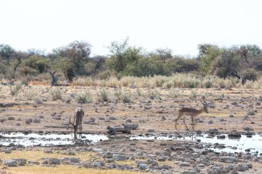 impala in namibia park