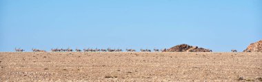 Namib Çölünde Afrika antilobu sürüsü