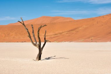 Namibya 'daki Naukluft parkında ölü ağaçlar.