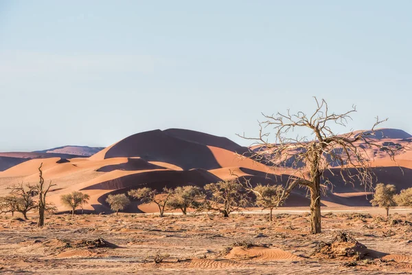 ナミビアの赤い砂丘 — ストック写真