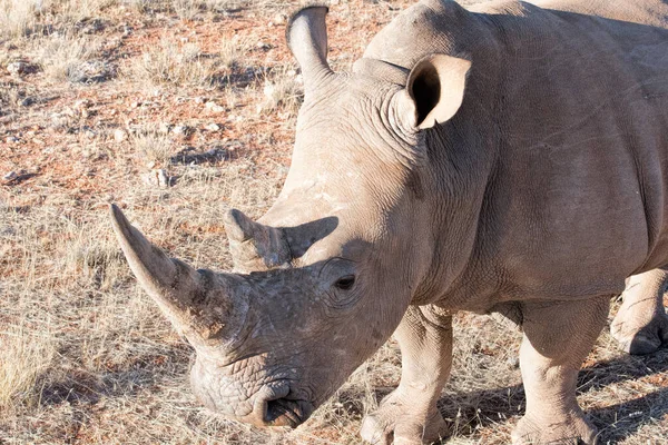 Rinoceronte Branco Namíbia — Fotografia de Stock