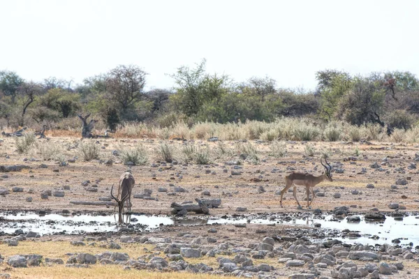 Impala Namibia Park — Stock fotografie