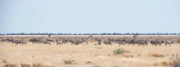 Impala Namibia Park — Stok fotoğraf