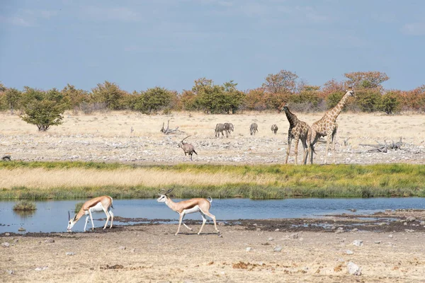 Giraffes Zebras Springboks Namibia — Zdjęcie stockowe