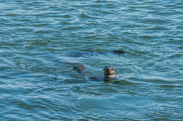 Sea Lions Water Namibia — стоковое фото