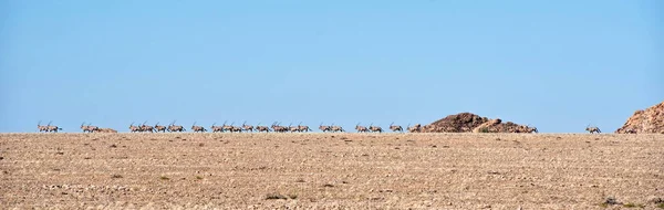 Herd Oryx Namib Desert — Stock Photo, Image