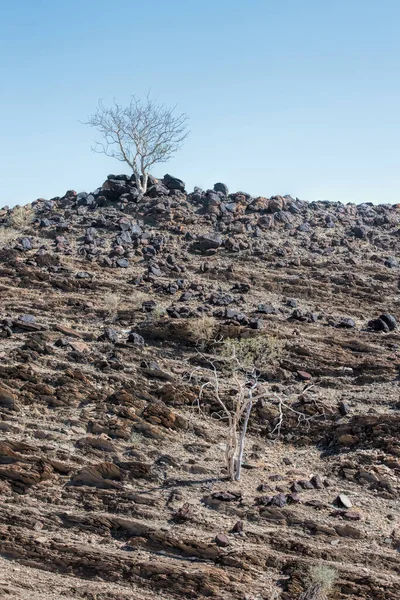 Kuiseb Mountain Trees Namibia — Foto Stock