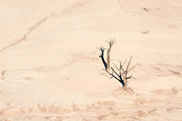 纳米比亚Naukluft公园的枯树 — 图库照片