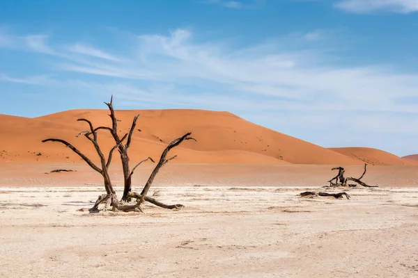 Namibya Daki Naukluft Parkında Ölü Ağaçlar — Stok fotoğraf
