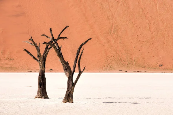 Árvores Mortas Parque Naukluft Namíbia — Fotografia de Stock