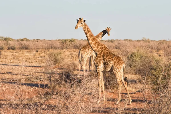 Impala Namibia Park — 图库照片